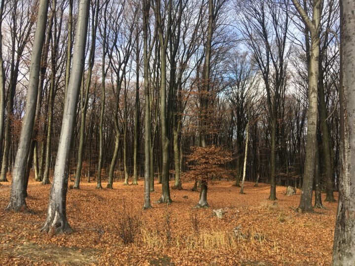 ceci est le début d’une grande forêt